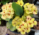 Euphorbia Milii OLIVIA Crown of Thorns Corona d'Cristo/Espina Succulent