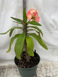 Euphorbia Milii PINK ELEGANCE Crown of Thorns Corona de Cristo Cactus/Succulent