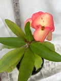 Euphorbia Milii PINK ELEGANCE Crown of Thorns Corona de Cristo Cactus/Succulent