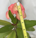 Rare “Pink Elegance” Large Bloom Crown of Thorns — New Thai Hybrid Euphorbia Milii