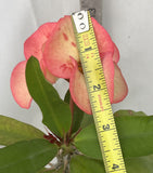 Euphorbia Milii PINK ELEGANCE Crown of Thorns Corona de Cristo Cactus/Succulent