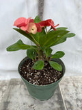 Euphorbia Milii ING CHAN Crown Of Thorns Corona de Cristo Rare