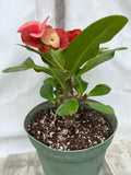 Euphorbia Milii ING CHAN Crown Of Thorns Corona de Cristo Rare