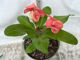 Euphorbia Milii ING CHAN Crown Of Thorns Corona de Cristo Rare
