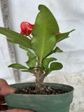 Euphorbia Milii ING CHAN Crown Of Thorns Corona de Cristo Rare