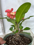 Euphorbia Milii ING CHAN Crown Of Thorns Corona de Cristo Rare