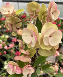 Euphorbia Milii MIKAELA Crown of Thorns Corona de Cristo Succulent/Cactus