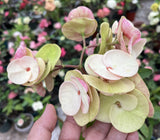 Euphorbia Milii MIKAELA Crown of Thorns Corona de Cristo Succulent/Cactus