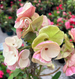 Euphorbia Milii MIKAELA Crown of Thorns Corona de Cristo Succulent/Cactus