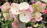 Euphorbia Milii MIKAELA Crown of Thorns Corona de Cristo Succulent/Cactus
