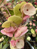 Euphorbia Milii MIKAELA Crown of Thorns Corona de Cristo Succulent/Cactus