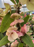 Euphorbia Milii MIKAELA Crown of Thorns Corona de Cristo Succulent/Cactus