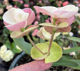 Euphorbia Milii MIKAELA Crown of Thorns Corona de Cristo Succulent/Cactus