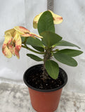 Euphorbia Milii NAMCHOK (Dream Land) Crown of Thorns Corona de Cristo Cactus/Succulent