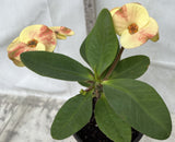 Euphorbia Milii NAMCHOK (Dream Land) Crown of Thorns Corona de Cristo Cactus/Succulent