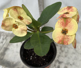 Euphorbia Milii NAMCHOK (Dream Land) Crown of Thorns Corona de Cristo Cactus/Succulent