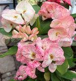 Euphorbia Milii DIVINA (Patum Rad) Crown of Thorns Corona de Cristo
