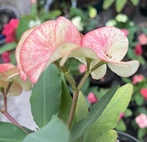 Euhorbia Milii Crown Of Thorns Corona de Cristo 'Name it Yourself' Taco Style