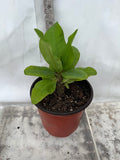 Euphorbia Milii WHISPERING ANGEL Crown Of Thorns  Poysean Corona De Cristo