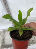 Euphorbia Milii WHISPERING ANGEL Crown Of Thorns  Poysean Corona De Cristo