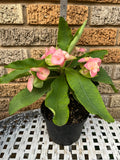 Euphorbia Milii SEXY PINK Crown of Thorns Corona De Cristo Cactus Poysean