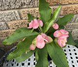 Euphorbia Milii SEXY PINK Crown of Thorns Corona De Cristo Cactus Poysean