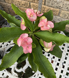 Euphorbia Milii SEXY PINK Crown of Thorns Corona De Cristo Cactus Poysean