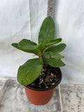 Euphorbia Milii ATHENA Crown of Thorns (Sap Chao Sua) Corona de Cristo Cactus & Succulents