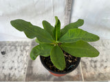 Euphorbia Milii ATHENA Crown of Thorns (Sap Chao Sua) Corona de Cristo Cactus & Succulents