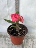 Euphorbia Milii CHOMPO SETHEE Super Giant Crown of Thorns Corona de Cristo