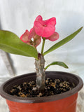Euphorbia Milii CHOMPO SETHEE Super Giant Crown of Thorns Corona de Cristo