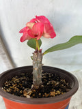 Euphorbia Milii CHOMPO SETHEE Super Giant Crown of Thorns Corona de Cristo