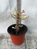 CROWN OF THORNS Euphorbia Milii Corona de Cristo Variegated 'Red Fertile' Cactus Succulents