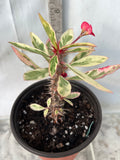 CROWN OF THORNS Euphorbia Milii Corona de Cristo Variegated 'Red Fertile' Cactus Succulents