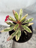 CROWN OF THORNS Euphorbia Milii Corona de Cristo Variegated 'Red Fertile' Cactus Succulents