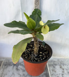 Euphorbia Milii MOON SHADOW Crown of Thorns Corona de Cristo