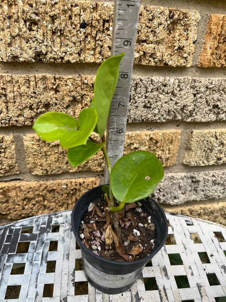 round house plant Hoya Pubicalyx Round Leaf Wax Plant/Vine Flor d'Cera Houseplant Scente – Euphorbia Milii Garden (Crown Of Thorns)