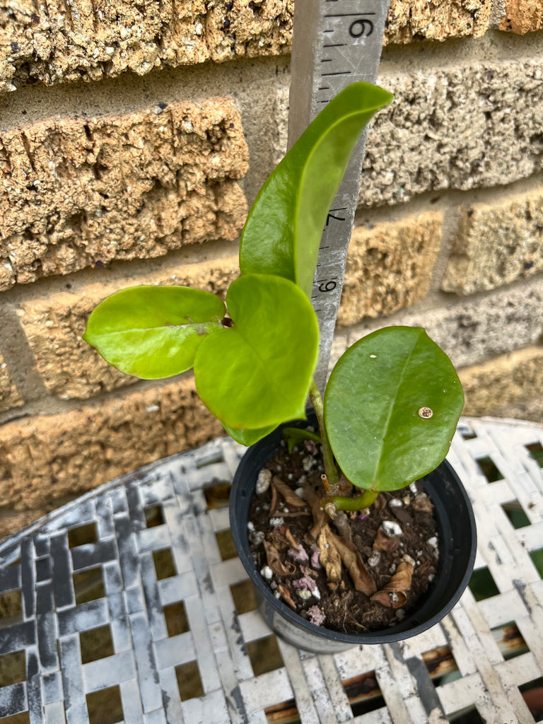 house plant waxy leaves Hoya Pubicalyx Round Leaf Wax Plant/Vine Flor d'Cera Houseplant Scente – Euphorbia Milii Garden (Crown Of Thorns)