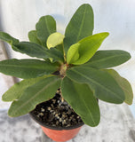 Euphorbia Milii MOON SHADOW Crown of Thorns Corona de Cristo