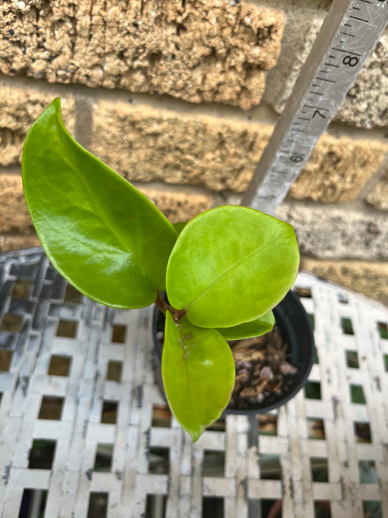 round leaf house plant Hoya Pubicalyx Round Leaf Wax Plant/Vine Flor d'Cera Houseplant Scente – Euphorbia Milii Garden (Crown Of Thorns)