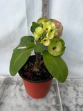 Euphorbia Milii KEANG DAO Crown of Thorns Corona De Cristo