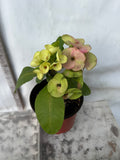 Euphorbia Milii KEANG DAO Crown of Thorns Corona De Cristo