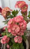 Euhorbia Milii Crown Of Thorns Corona de Cristo Thai Hybrid "Crazy Pink"