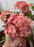 Euhorbia Milii Crown Of Thorns Corona de Cristo Thai Hybrid "Crazy Pink"