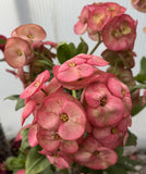 Euhorbia Milii Crown Of Thorns Corona de Cristo Thai Hybrid "Crazy Pink"