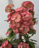 Euhorbia Milii Crown Of Thorns Corona de Cristo Thai Hybrid "Crazy Pink"