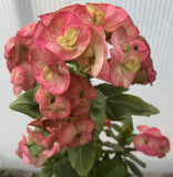 Euhorbia Milii Crown Of Thorns Corona de Cristo Thai Hybrid "Crazy Pink"