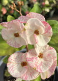 Euhorbia Milii Crown Of Thorns Corona de Cristo PAPERINA