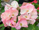 Euphorbia Milii DIVINA (Patum Rad) Crown of Thorns Corona de Cristo