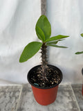 Euphorbia Milii PRECIOUS GOLD Crown of Thorns Corona De Cristo Cactus/Succulent